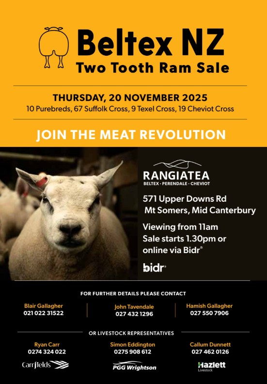 4 What's On Hazlett New zealand