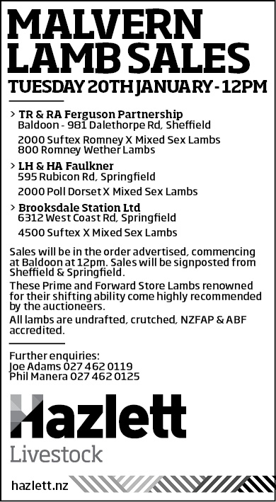 21 What's On Hazlett New zealand