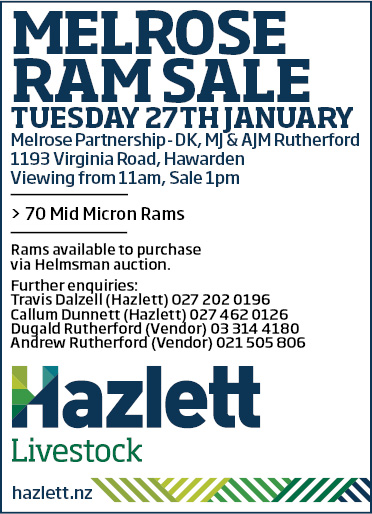 31 What's On Hazlett New zealand