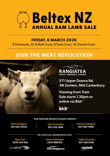 13 What's On Hazlett New zealand