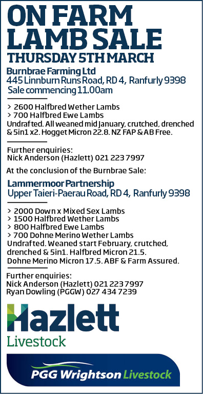 10 What's On Hazlett New zealand