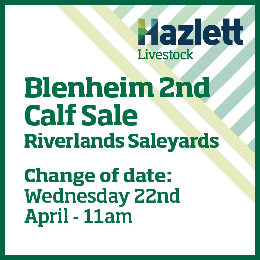 15 What's On Hazlett New zealand